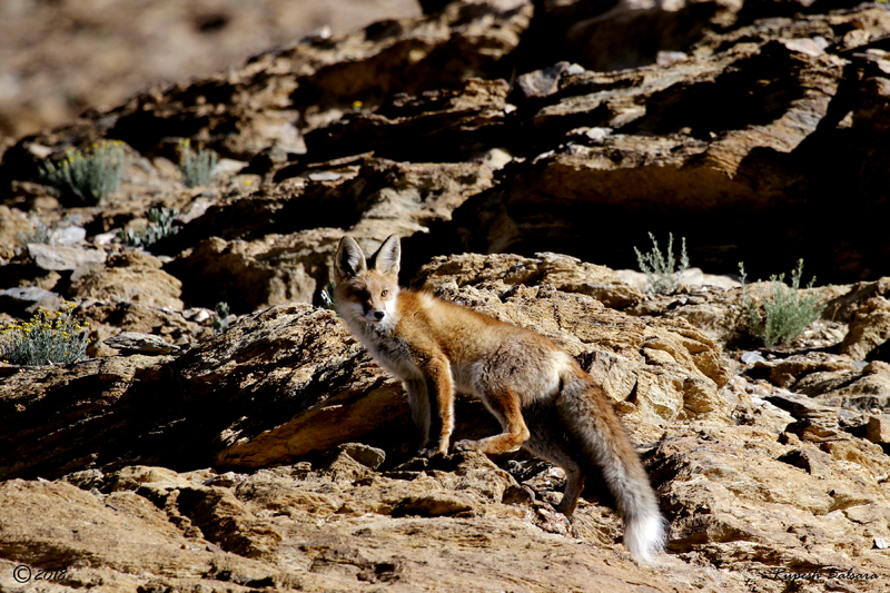 Red Fox